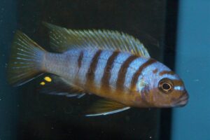 Metriaclima sp. 'zebra long pelvic' Mdoka